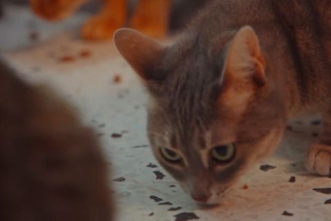 A close-up of a gray cat sniffing the ground, with a blurred background of other cats. The floor has scattered food crumbs.
