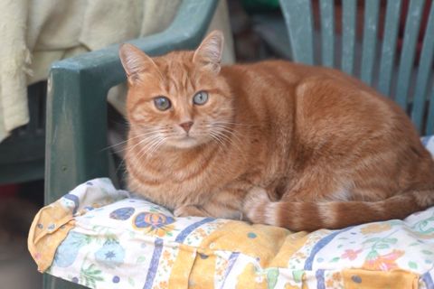 Cat