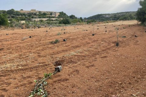 A field with newly planted saplings in pots arranged in rows on bare soil, surrounded by greenery and distant hills.