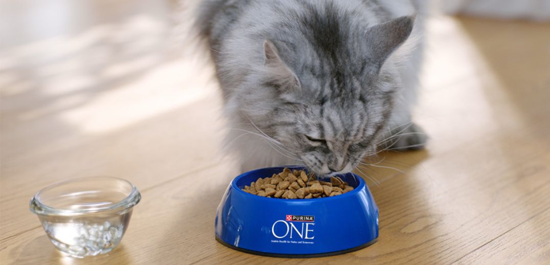 A grey tabby cat eats from a blue Purina ONE food bowl on a wooden floor, with a glass of water beside it