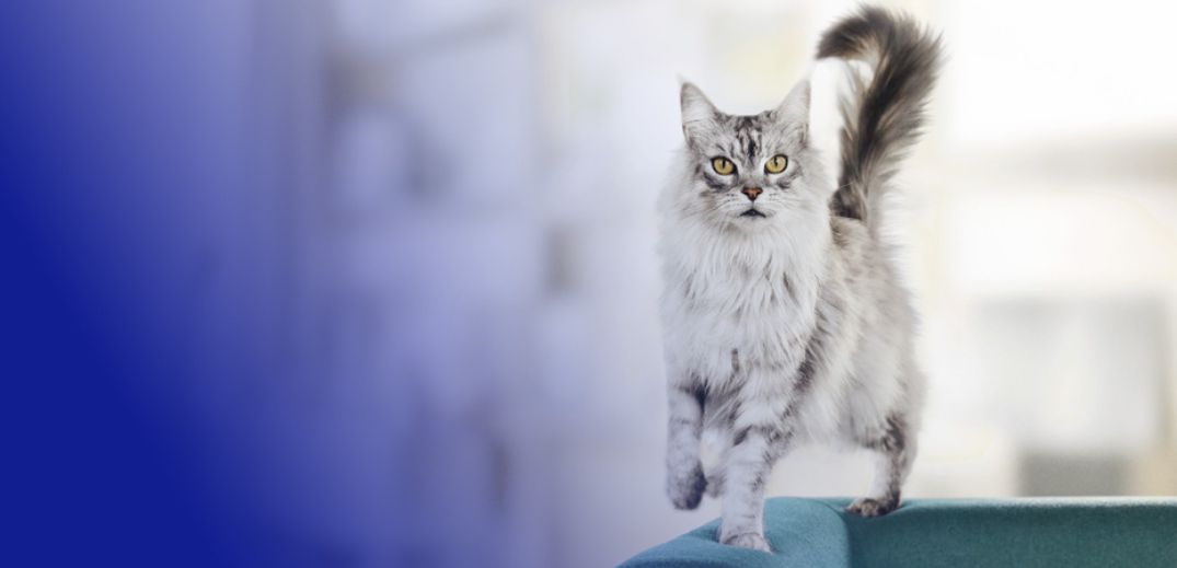 A fluffy gray cat with striking yellow eyes walks confidently along a teal sofa in a softly blurred indoor setting