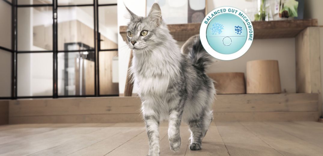 A fluffy gray cat walks across a wooden floor in a modern home, with a badge indicating "Balanced Gut Microbiome" nearby