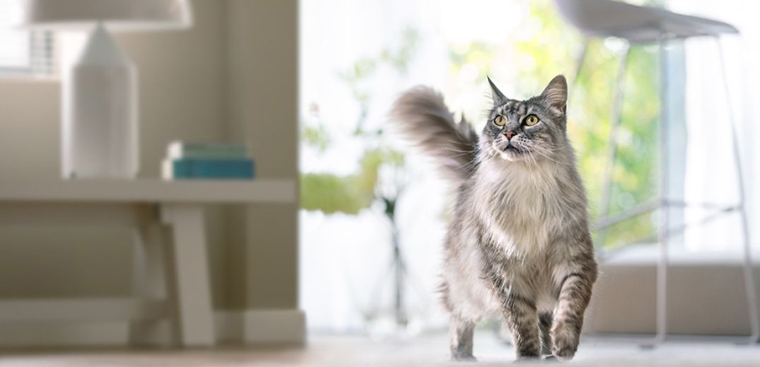 A fluffy gray cat with striking eyes walks confidently across a stylish, sunlit living room