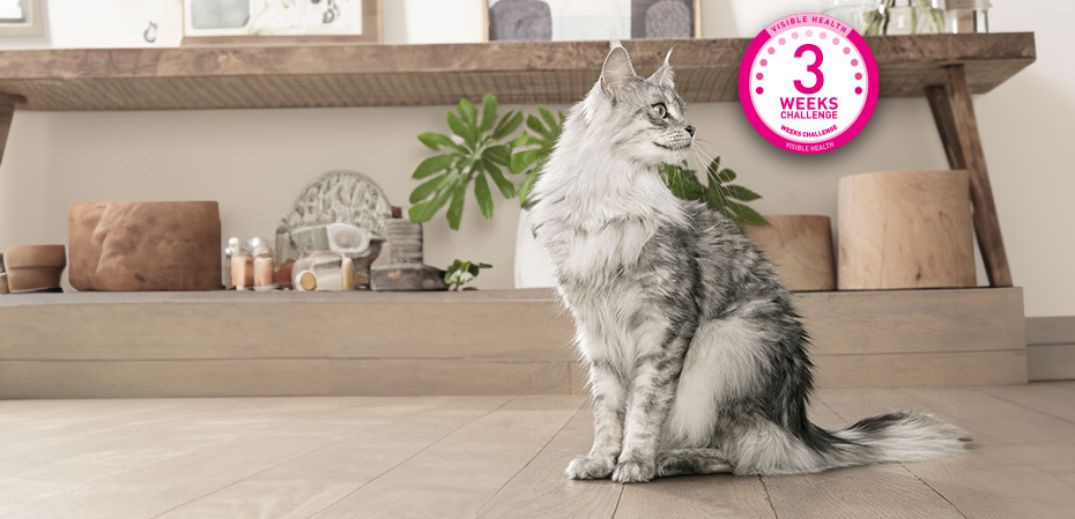 A majestic gray and white Maine Coon cat sits gracefully on a wooden floor, with a stylish home décor background and a health