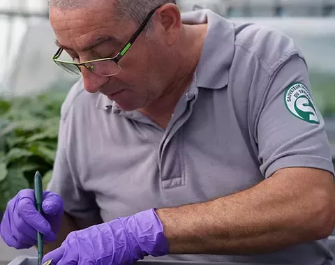 Nestlé plant scientist at work