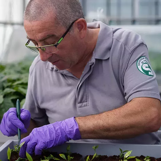 Nestlé plant scientist at work