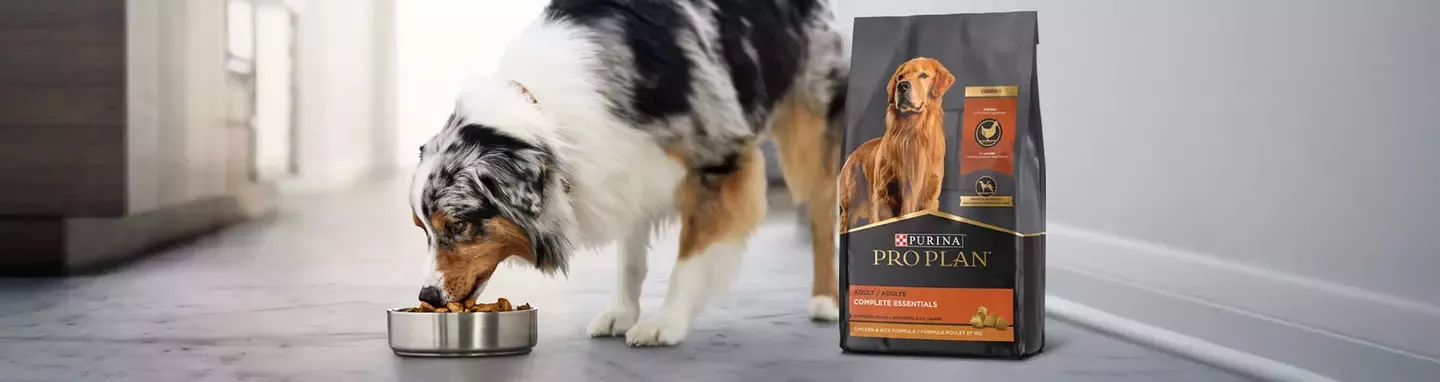 the dog is eating