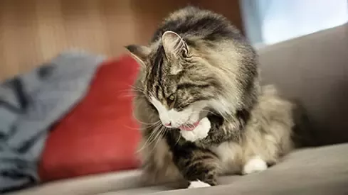 the cat licks its paw