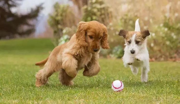 two dogs run to the ball