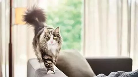 a woman with a cat