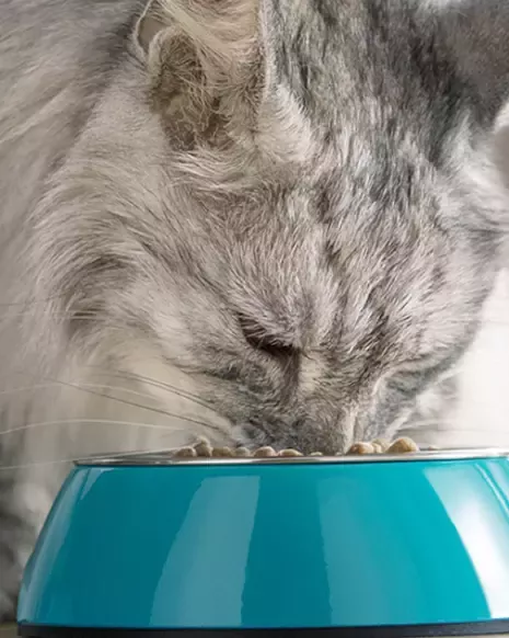 Cat eating