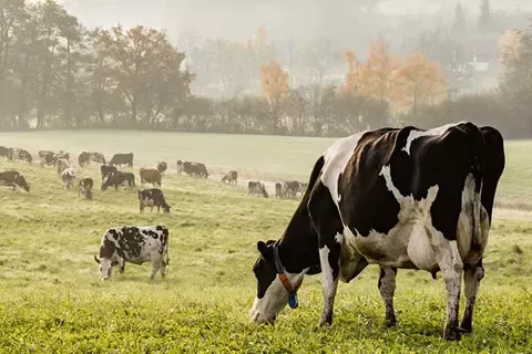 dairy emissions
