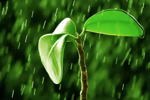 plant