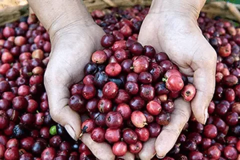 coffee beans