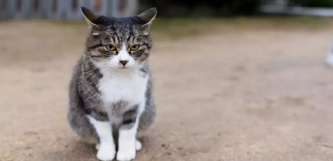 cat