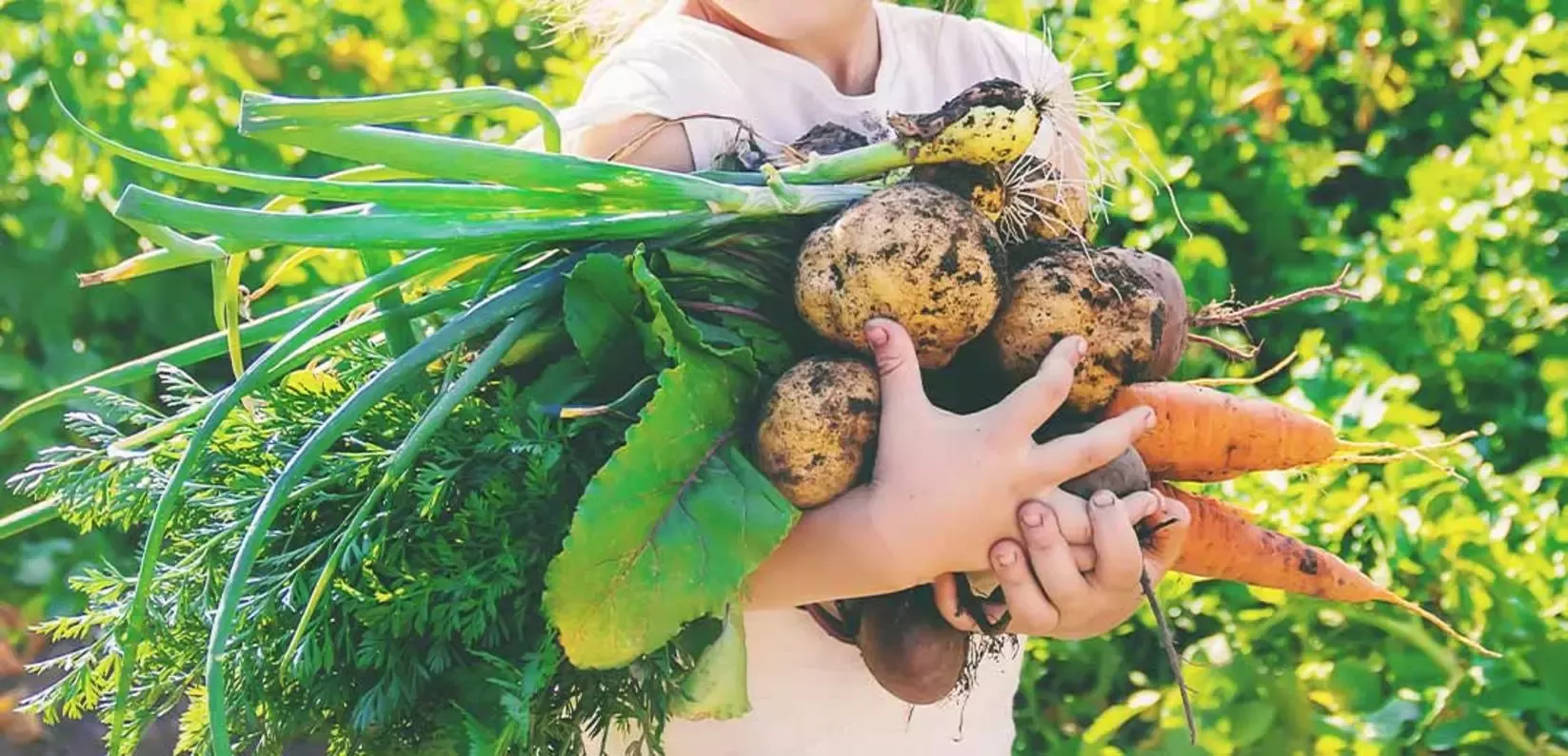 sustainability-nutrition-accessible-vegetables-wide
